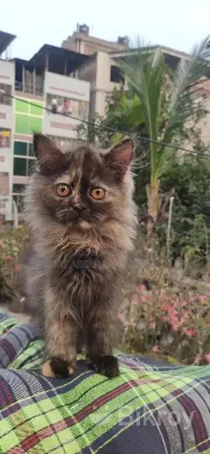 Persian Female Cat