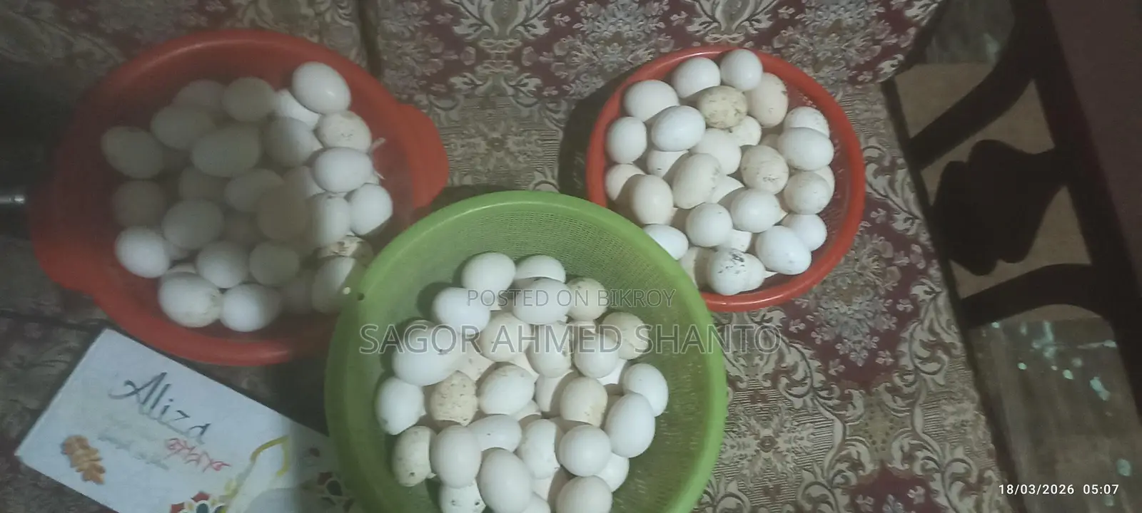 Fayoumi Chicken Hatching Eggs