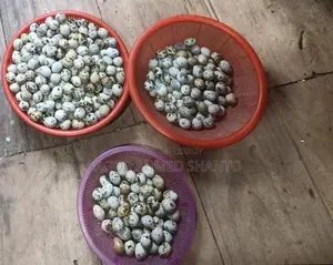 Fayoumi Chicken Hatching Eggs
