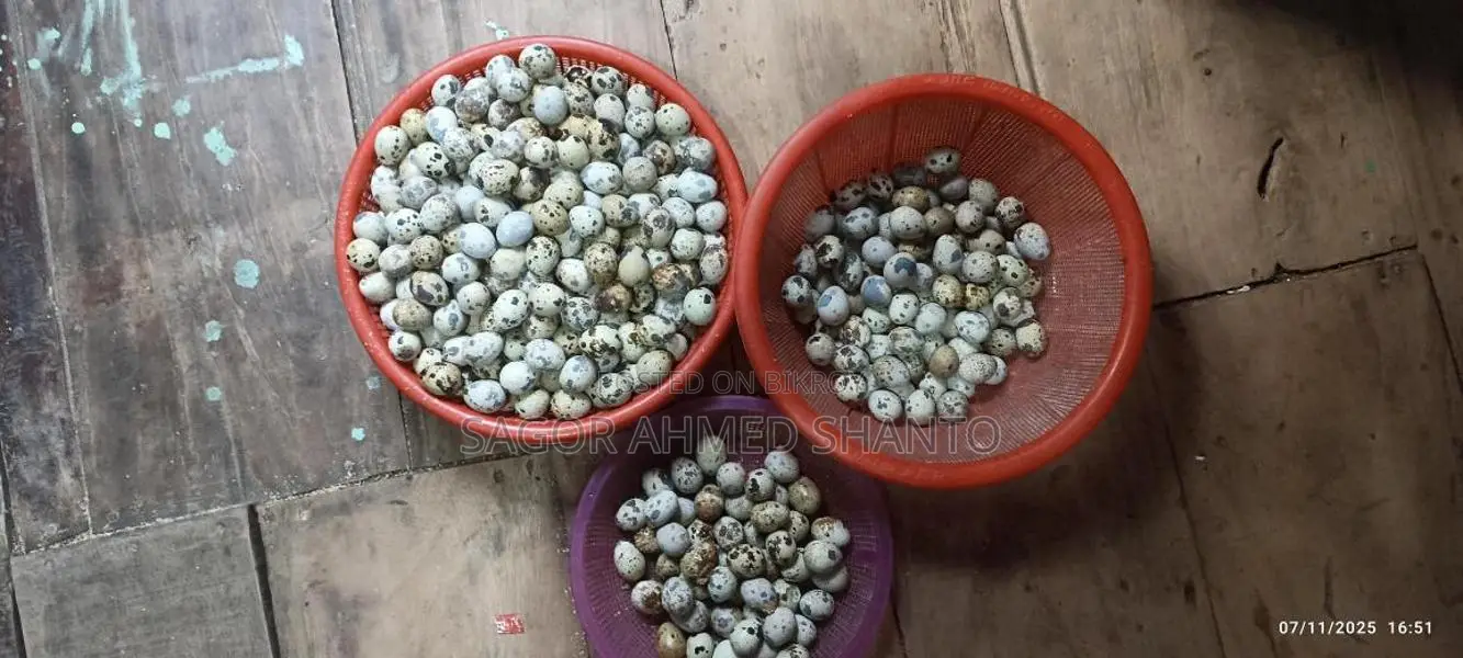 Fayoumi Chicken Hatching Eggs
