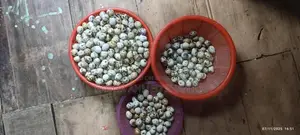 Fayoumi Chicken Hatching Eggs