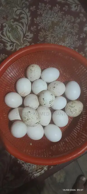Fayoumi Chicken Hatching Eggs