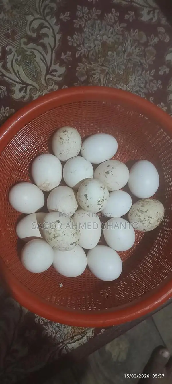 Fayoumi Chicken Hatching Eggs