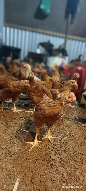 Fayoumi Chicken Hatching Eggs