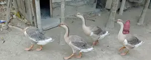 হাঁস বিক্রি