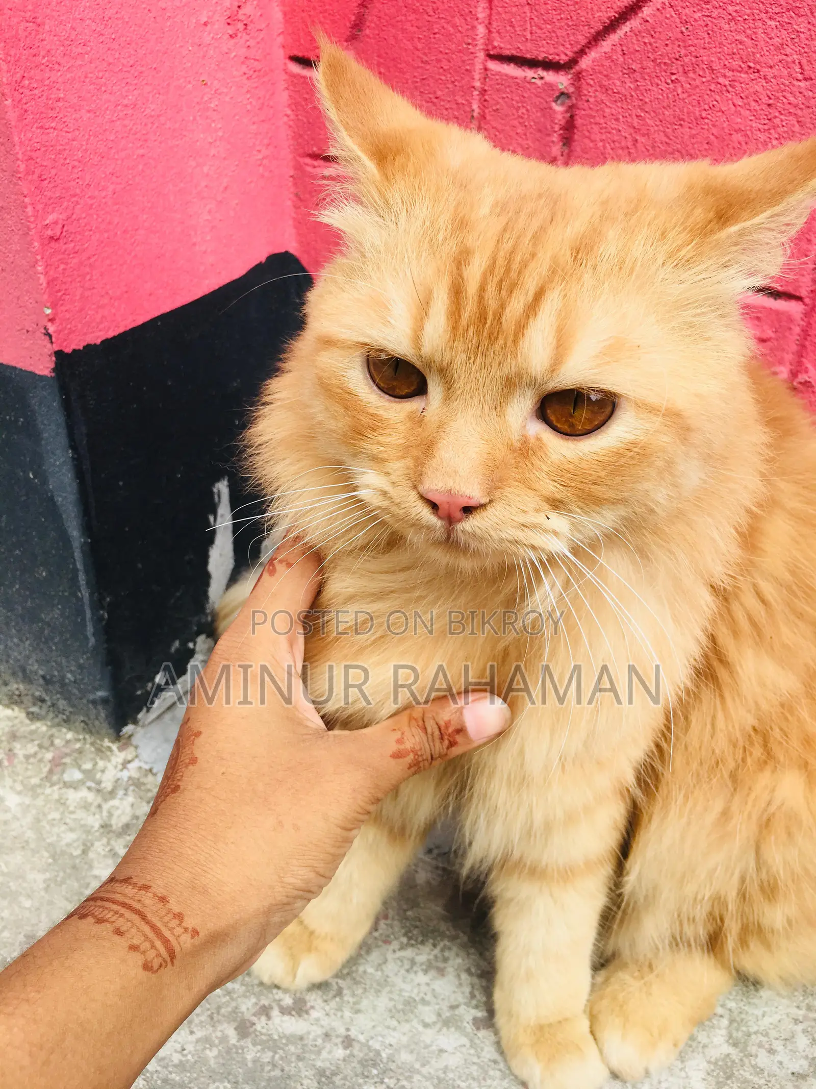 Persian Cat