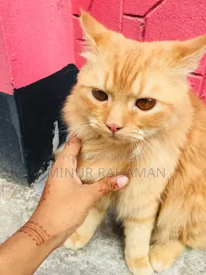 Persian Cat