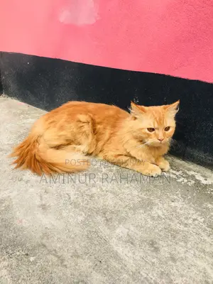 Persian Cat