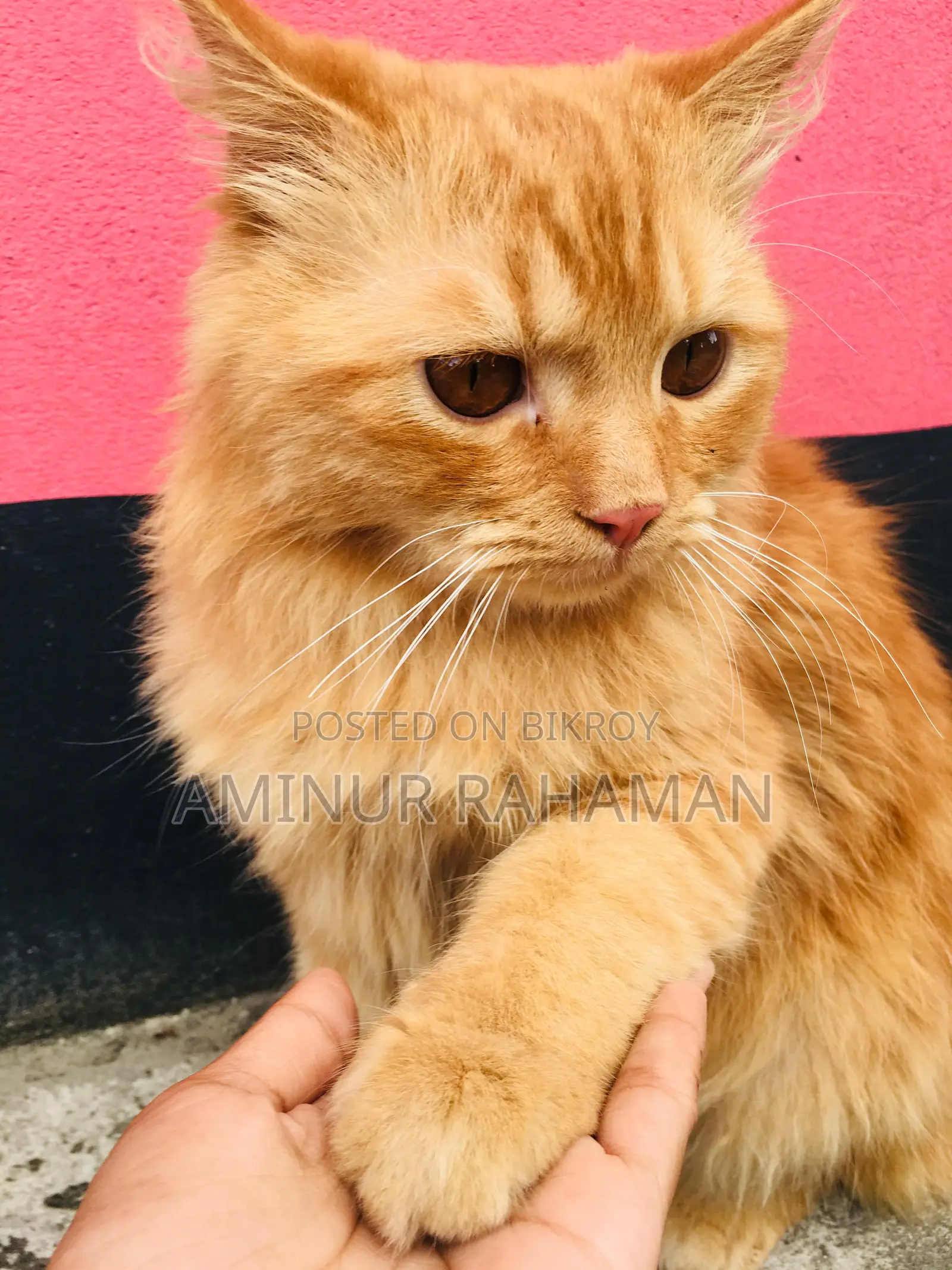 Persian Cat