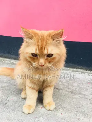 Persian Cat