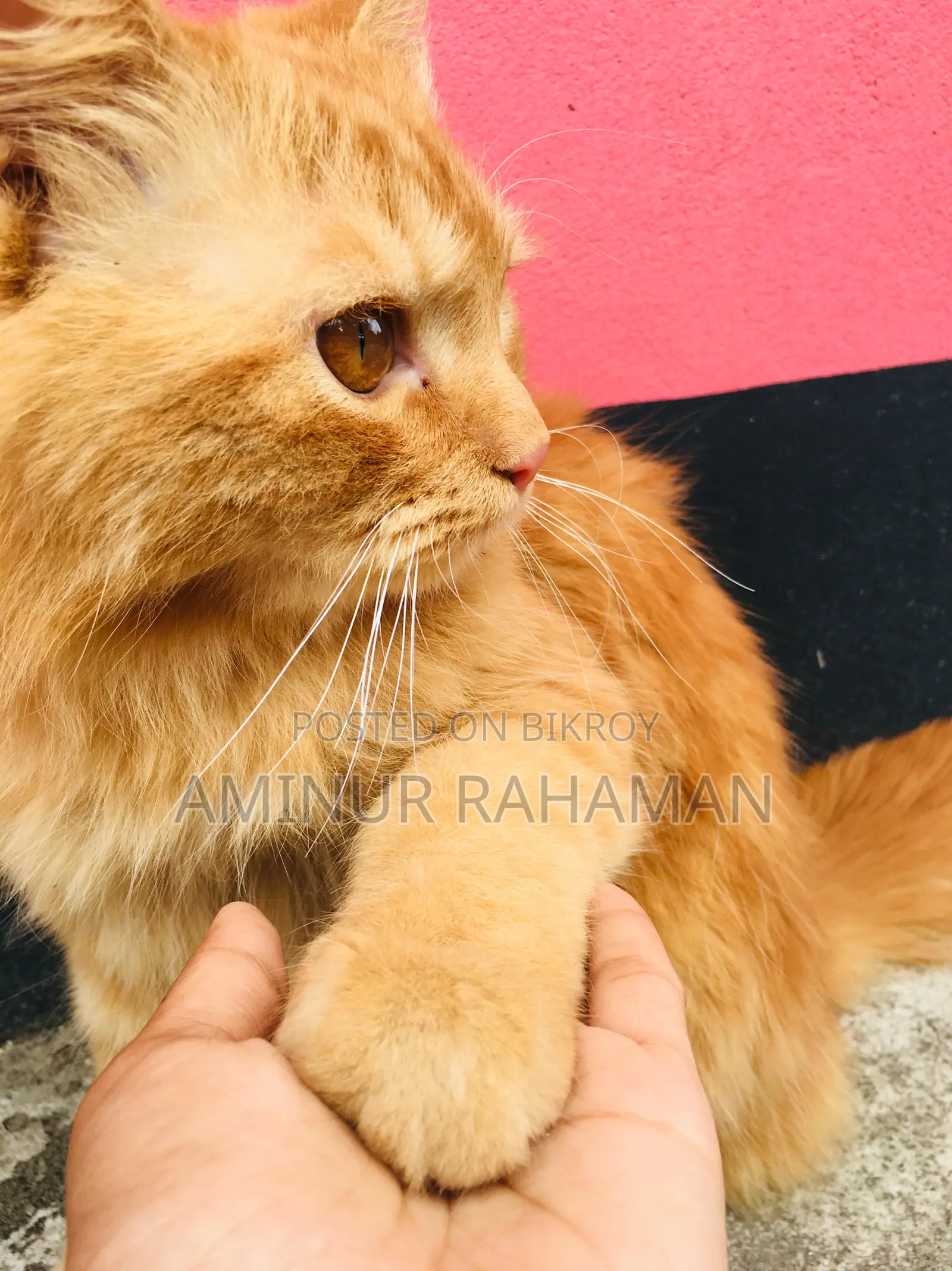 Persian Cat