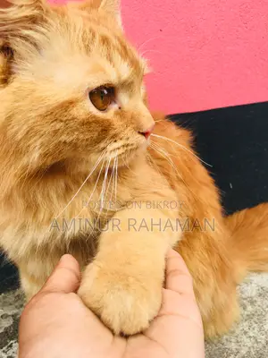 Persian Cat