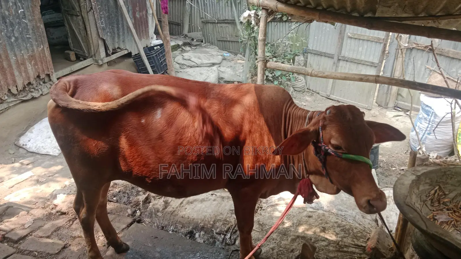 Red Cow