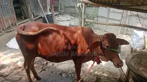 Red Cow