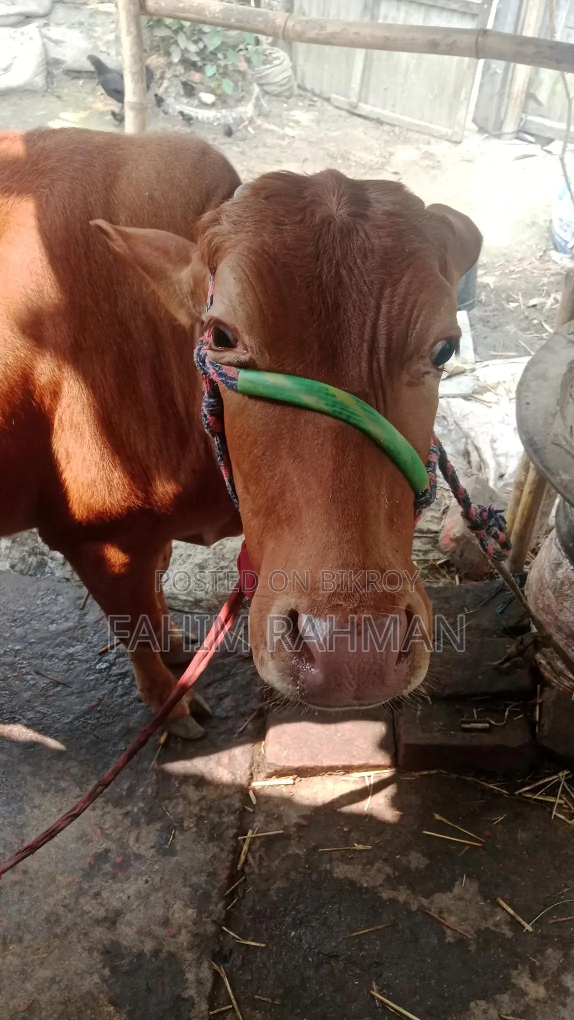 Red Cow