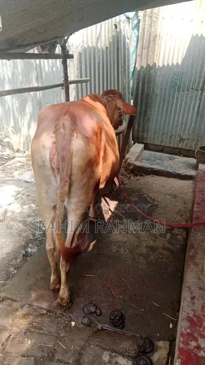Red Cow