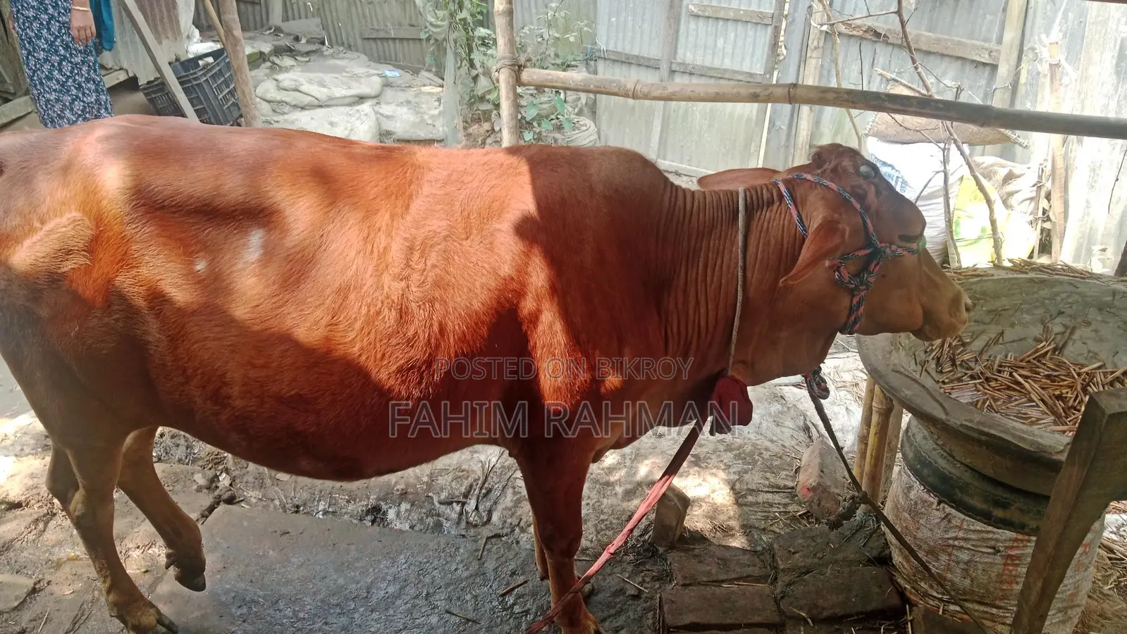 Red Cow
