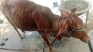 লাল গরু