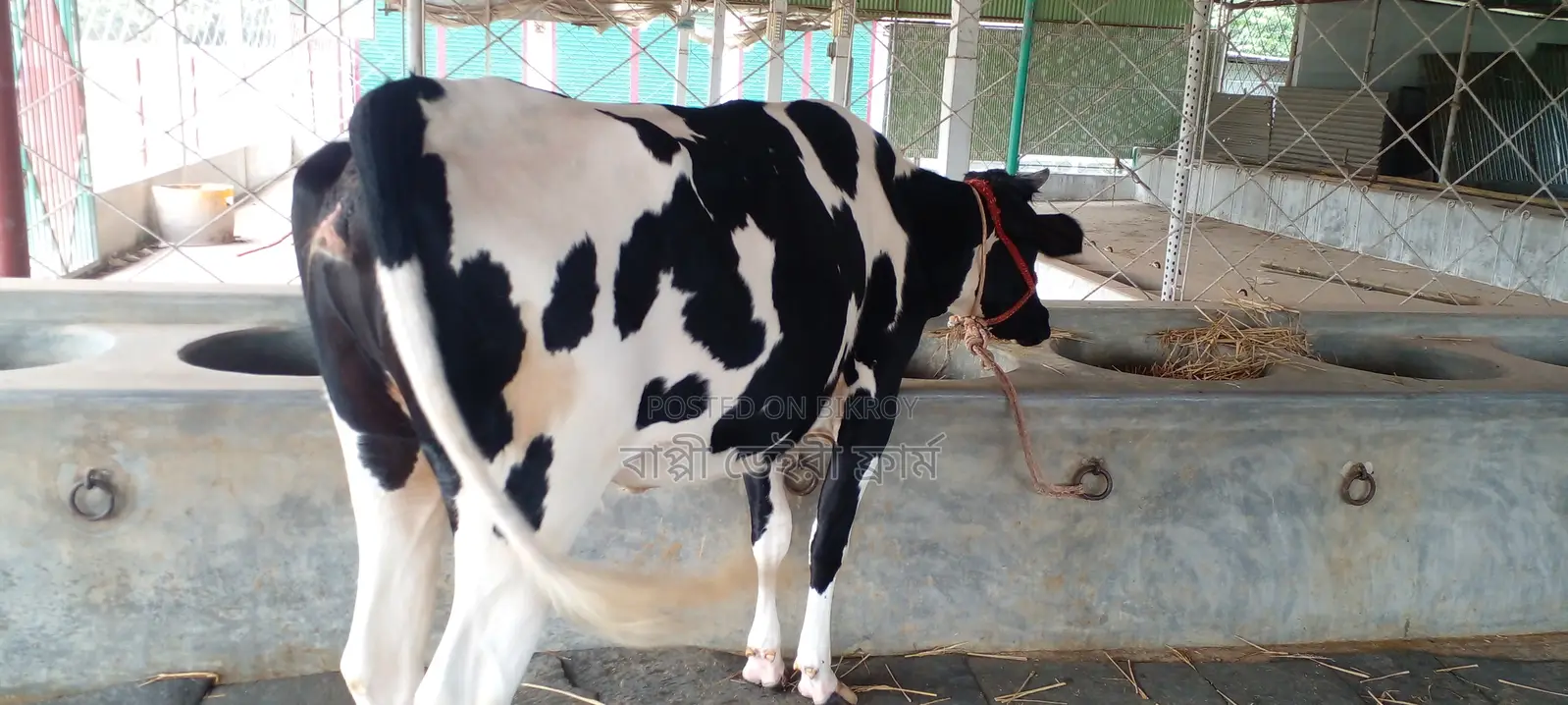 গাভী কিনুন পোষার জন্য ভালো হবে ।(১০৭৩ নং )