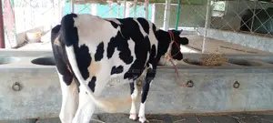 গাভী কিনুন পোষার জন্য ভালো হবে ।(১০৭৩ নং )