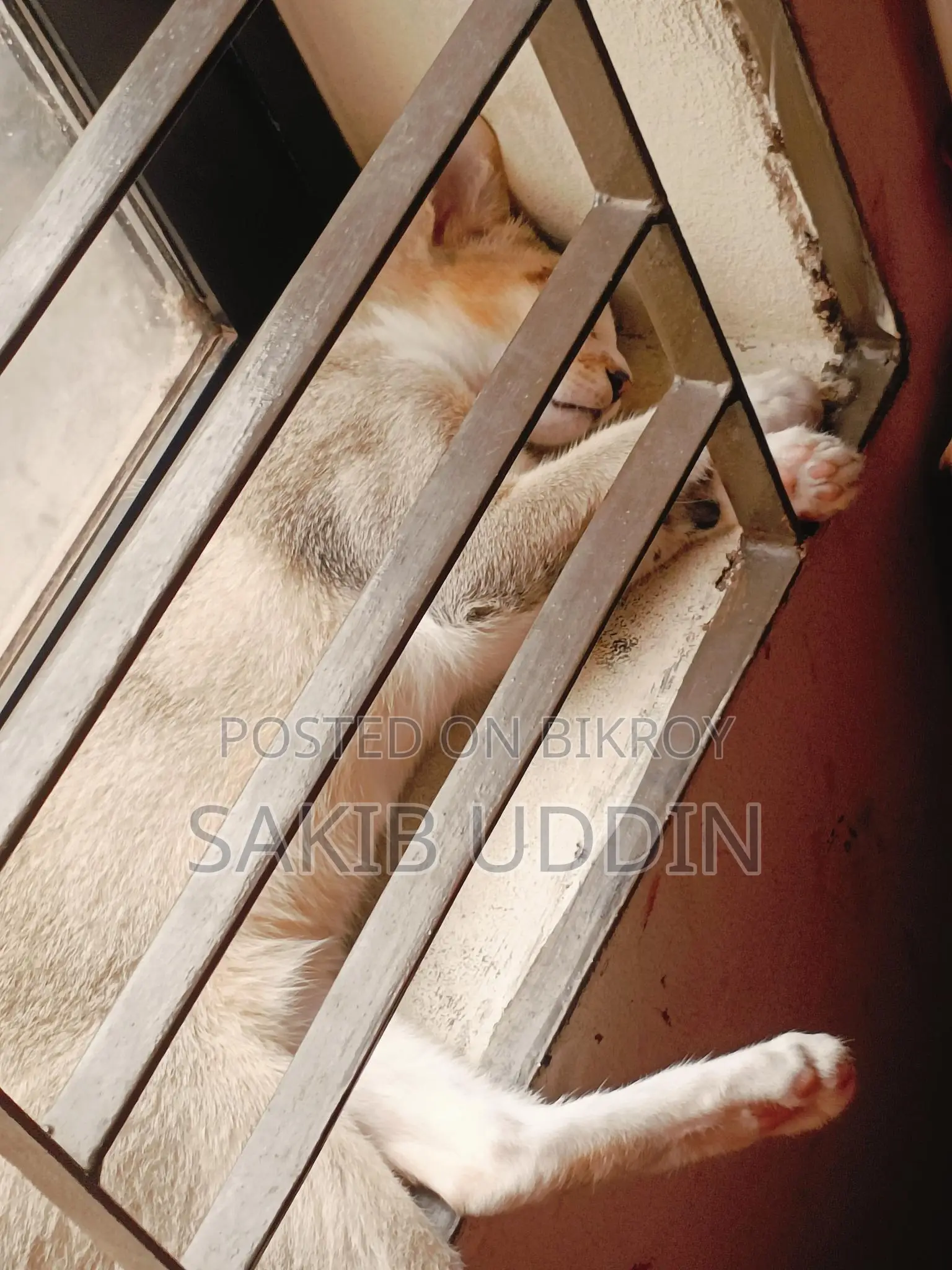 Cat For Adoption
