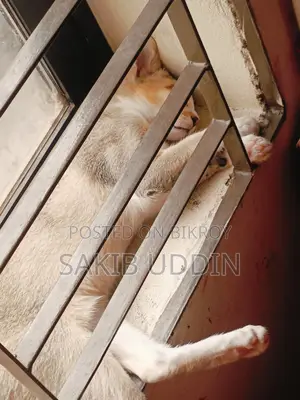 Cat For Adoption