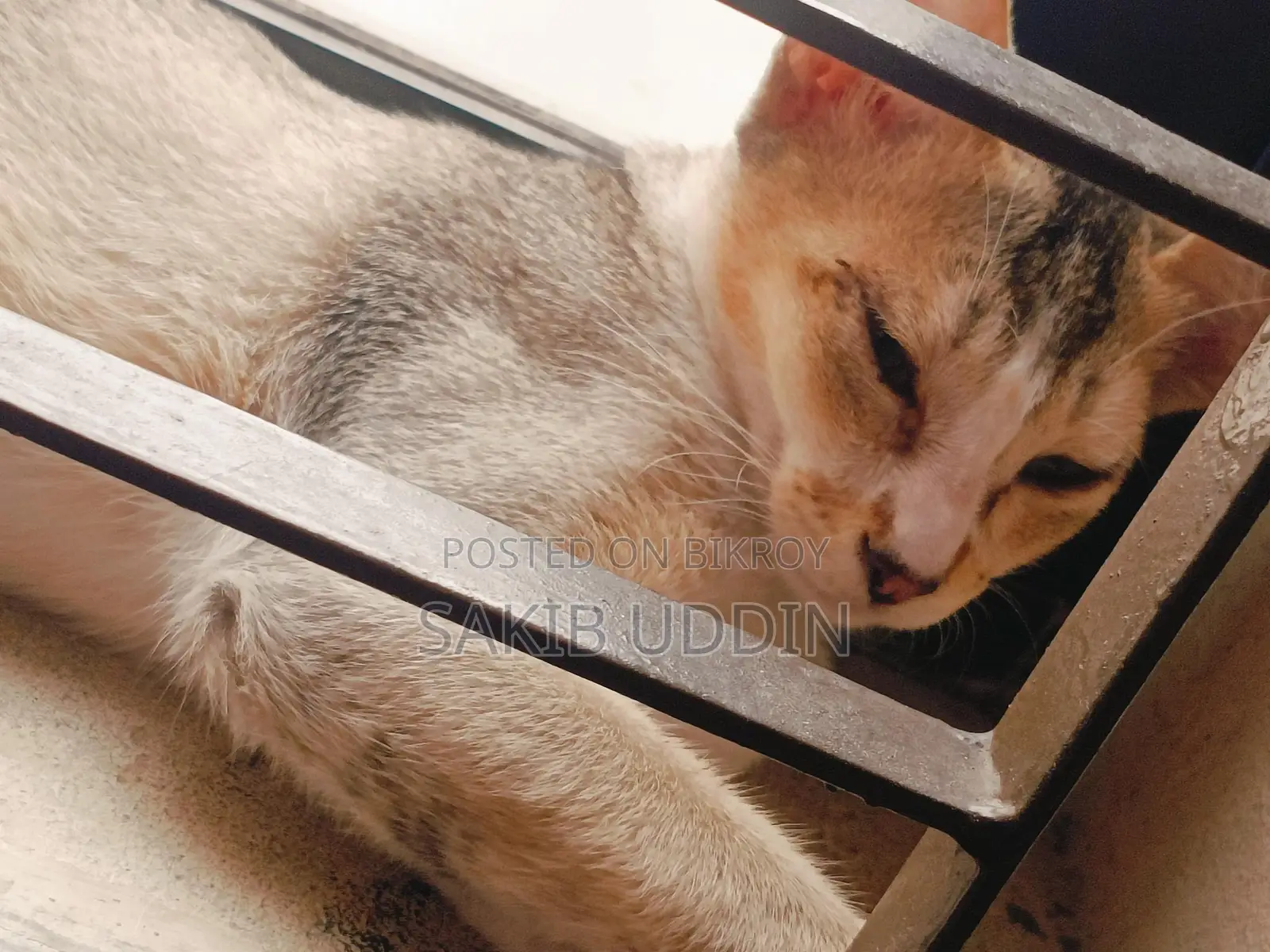 Cat For Adoption