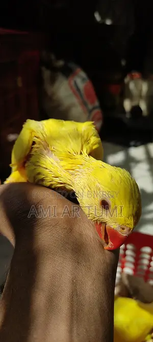 Yellow Ringnecks Baby