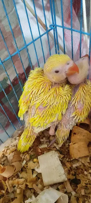 Yellow Ringnecks Baby