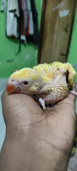 Yellow Ringnecks Baby