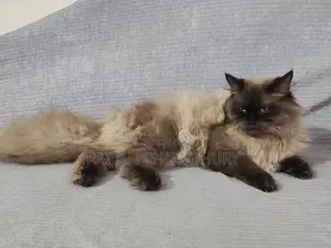 Himalayan Male Cat