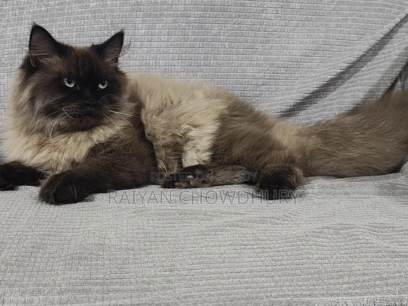 Himalayan Male Cat