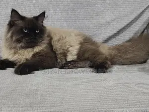 Himalayan Male Cat