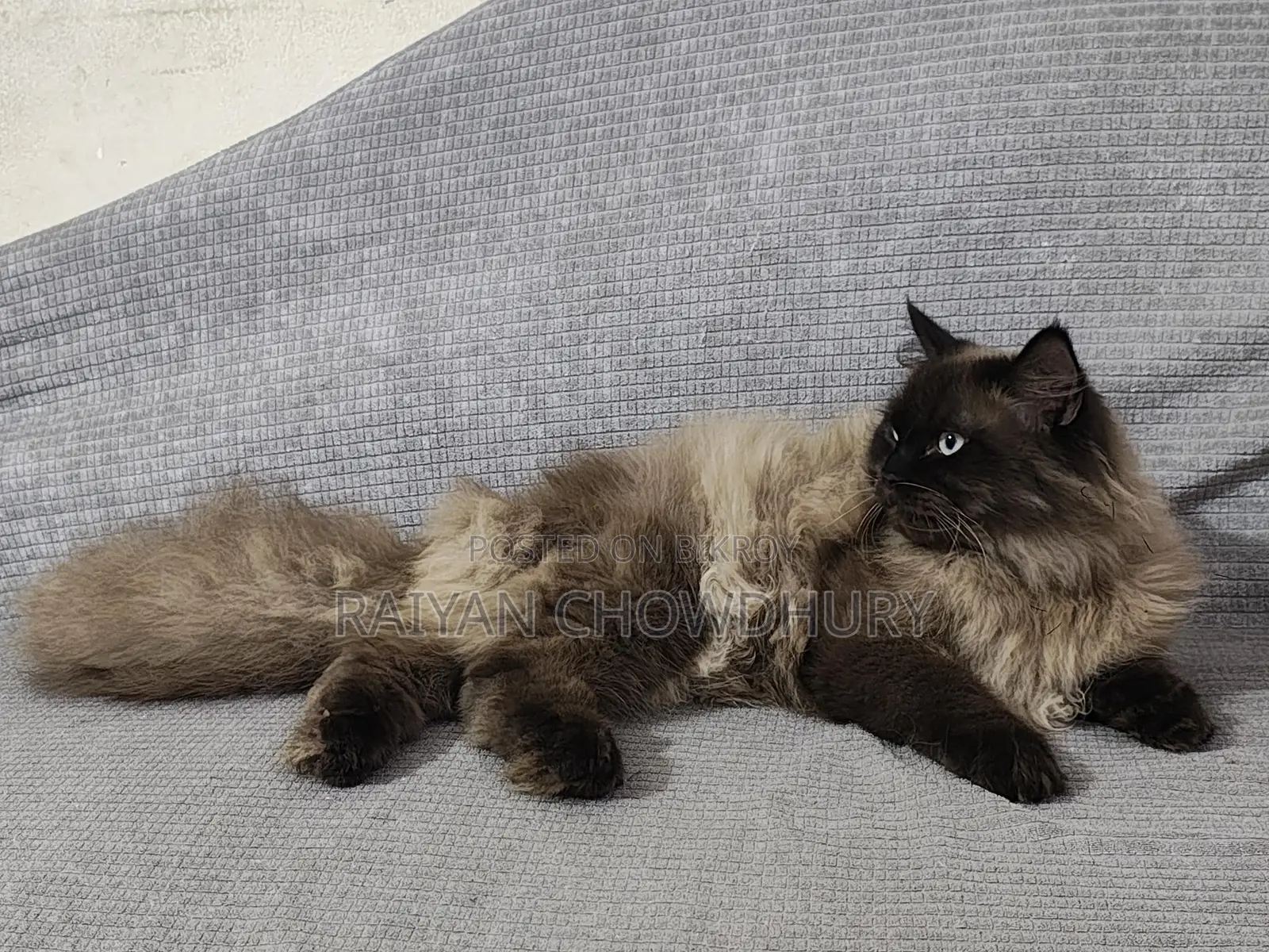 Himalayan Male Cat