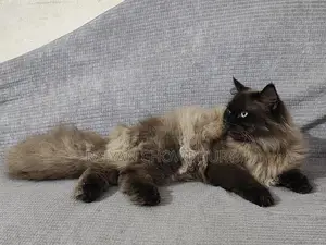 Himalayan Male Cat