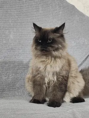 Himalayan Male Cat