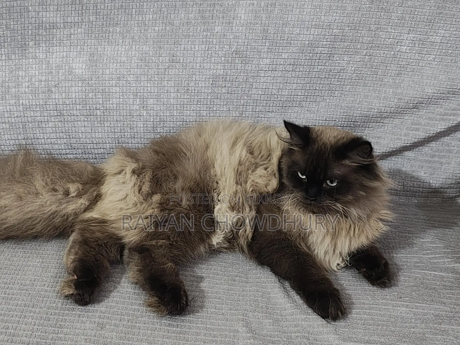 Himalayan Male Cat