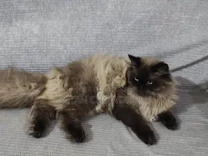 Himalayan Male Cat