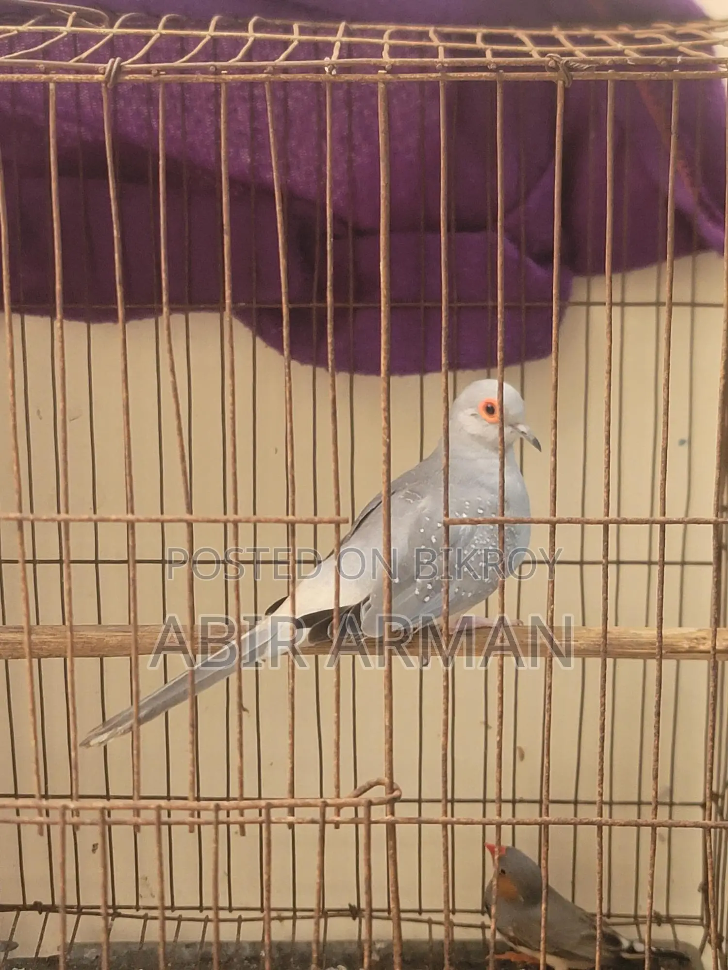 Diamond Dove Male