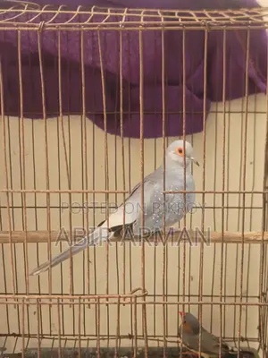 Diamond Dove Male