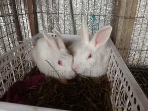 বাচ্চা সহ প্যারেন্টস খরগোশ
