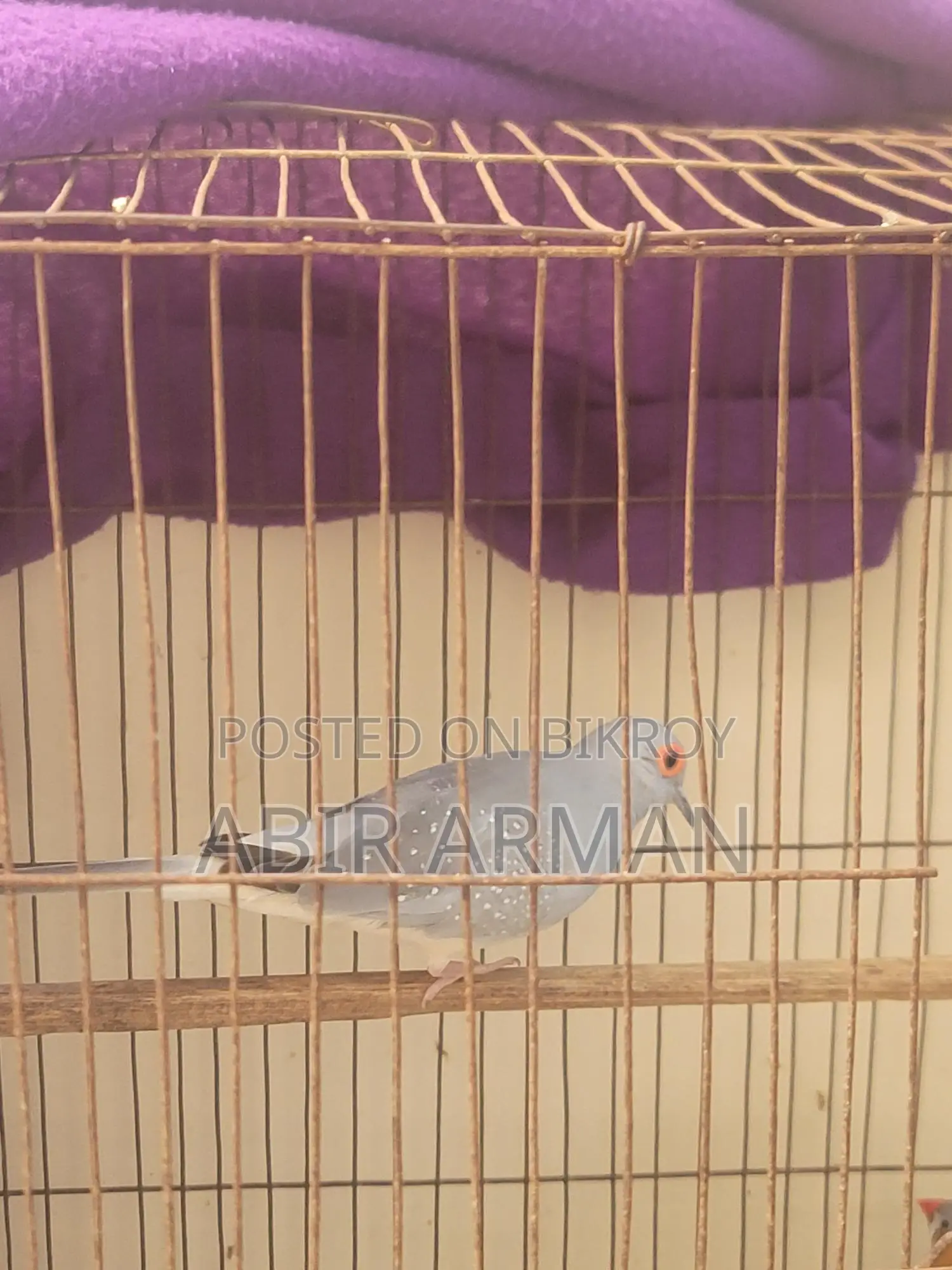 Diamond Dove Male