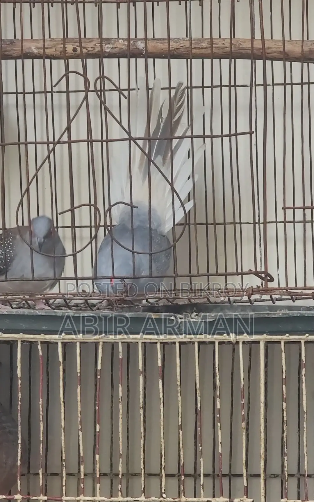 Diamond Dove Male