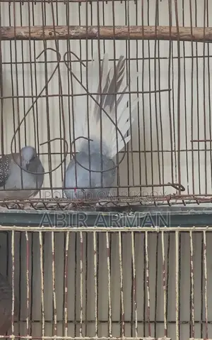Diamond Dove Male