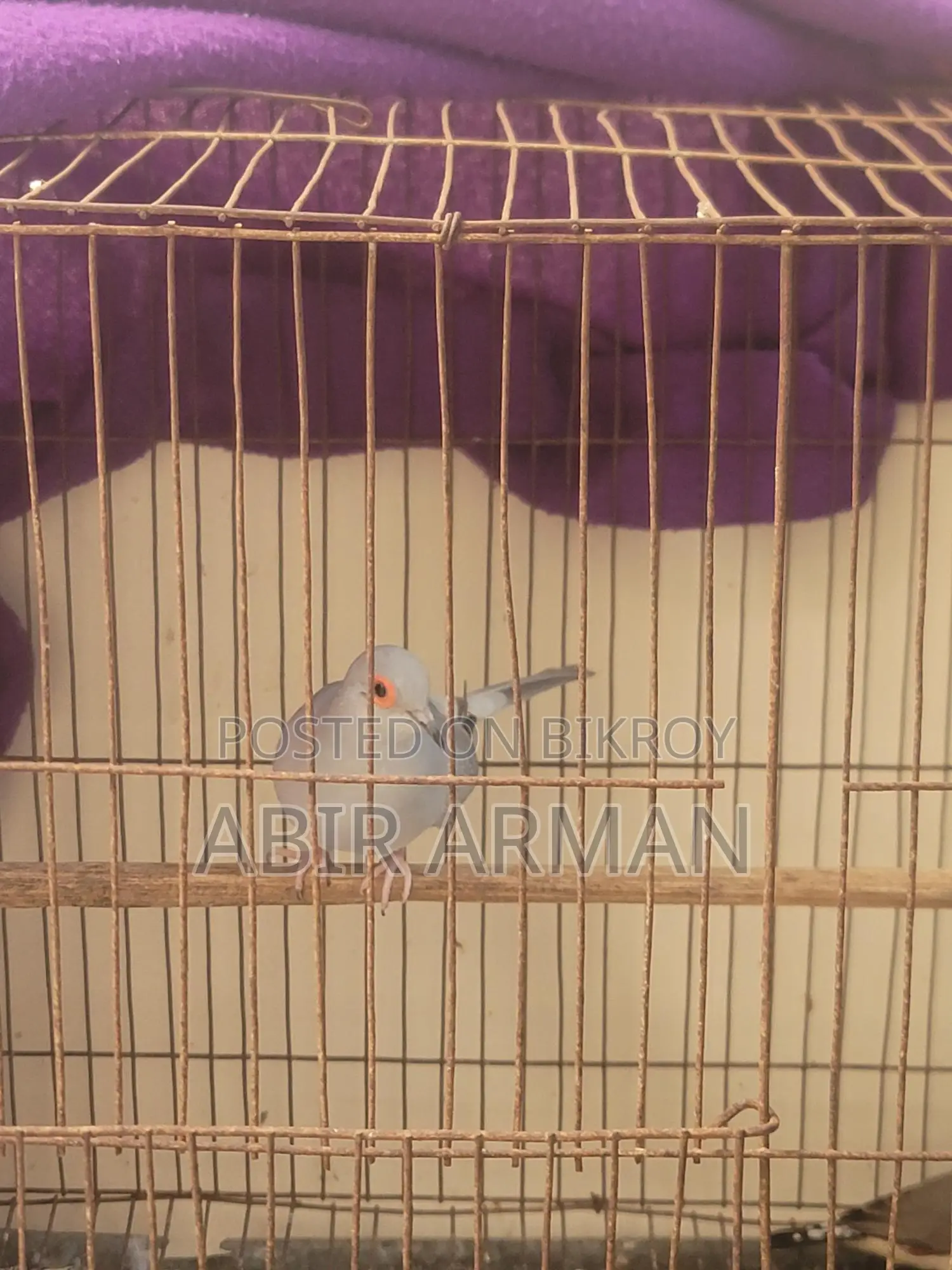 Diamond Dove Male