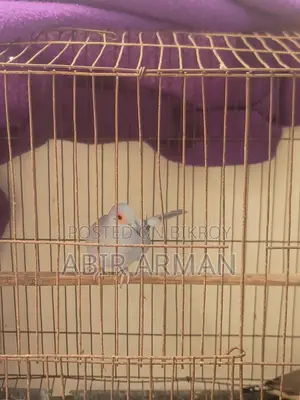 Diamond Dove Male
