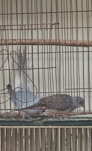 Diamond Dove Male