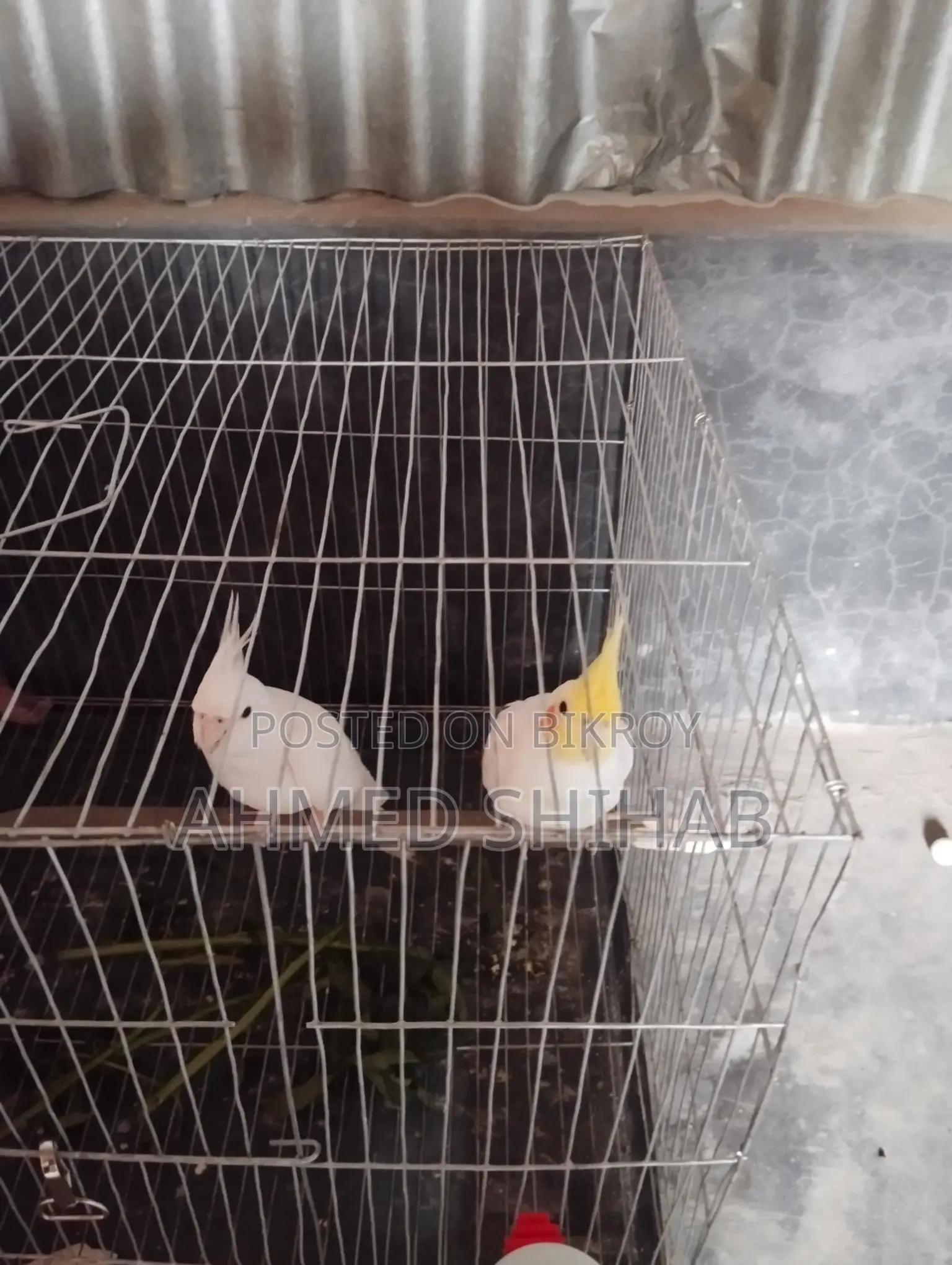 একজোড়া রানিং ককাটেল পাখি বিক্রি করা হবে।