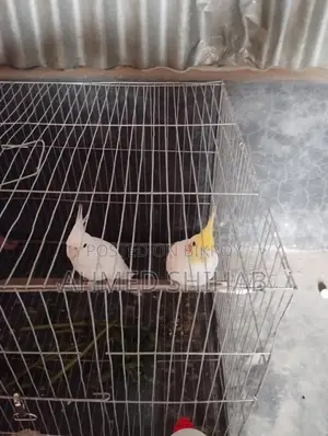 একজোড়া রানিং ককাটেল পাখি বিক্রি করা হবে।
