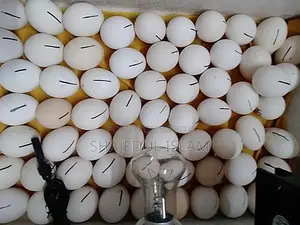ফাউমি মুরগীর বীজ ডিম